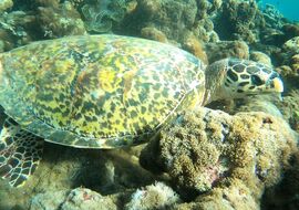 Sharm El Sheikh Promo Turu THY ile